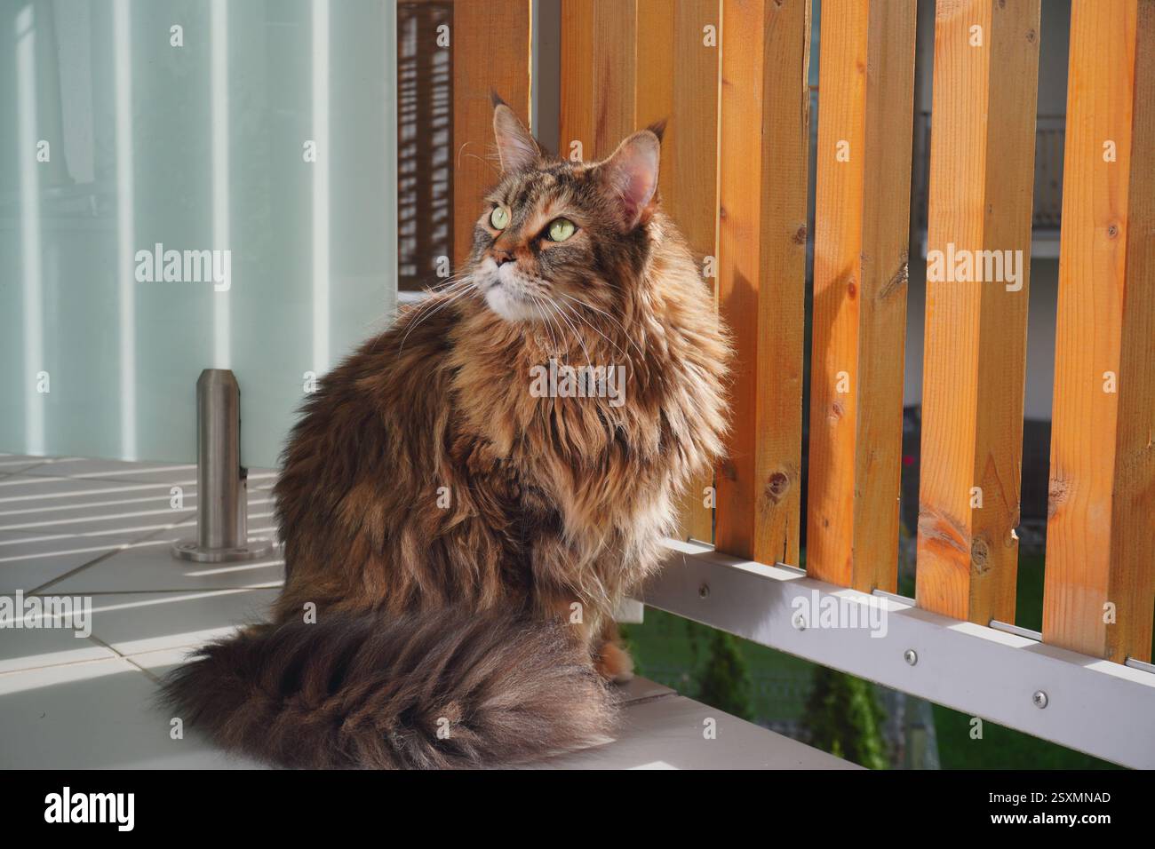 Die große, mehrfarbige Katze sitzt auf dem Balkon und sieht sich durch die Holzleiste in modernen Blöcken umher. Haustier flauschig maine Coon, heimischer Tiger. Stockfoto