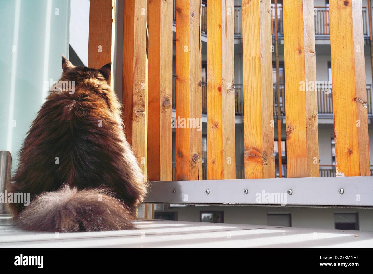 Die große, mehrfarbige Katze sitzt auf dem Balkon und sieht sich durch die Holzleiste in modernen Blöcken umher. Haustier flauschig maine Coon, heimischer Tiger. Stockfoto