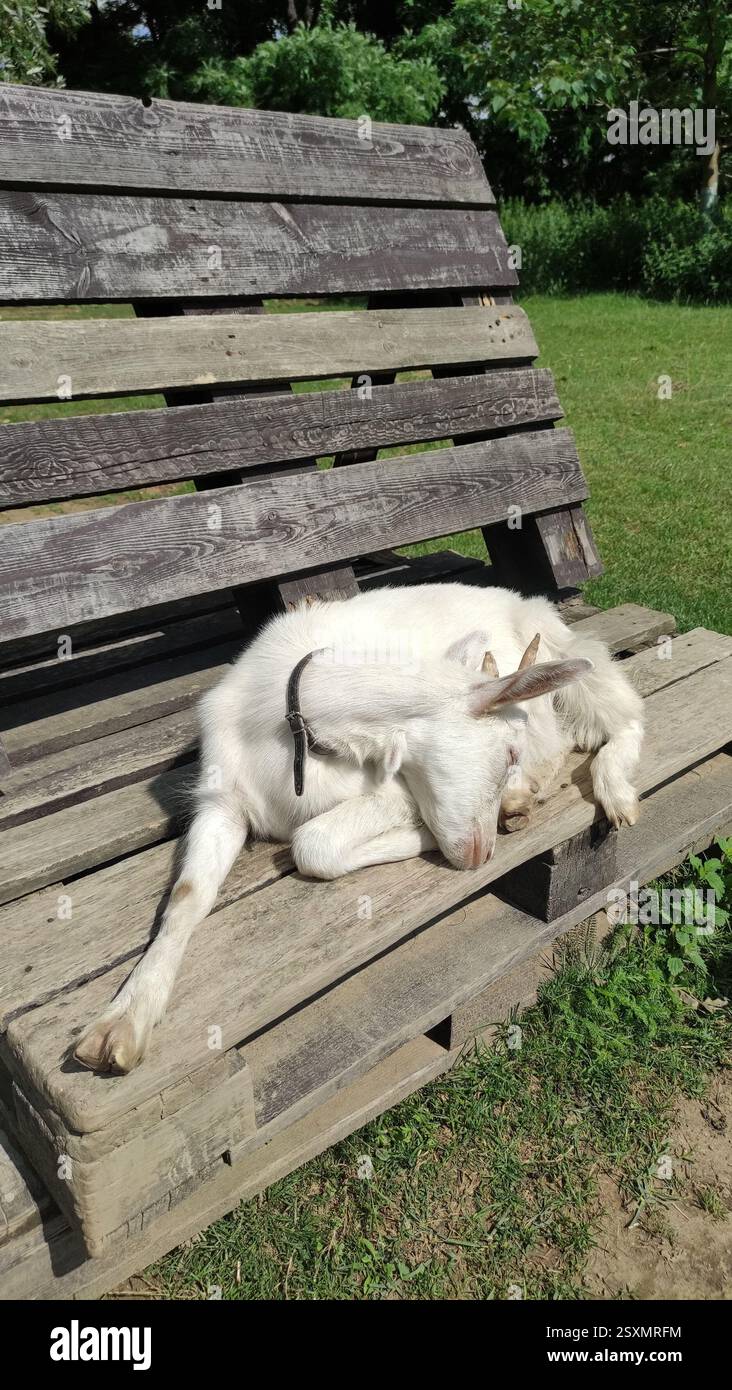 Schlafende und ruhende weiße, lustige Ziege liegt auf einer Holzbank. Seltsame Pose, unbequem. Haustier, Dorftiere. Stockfoto