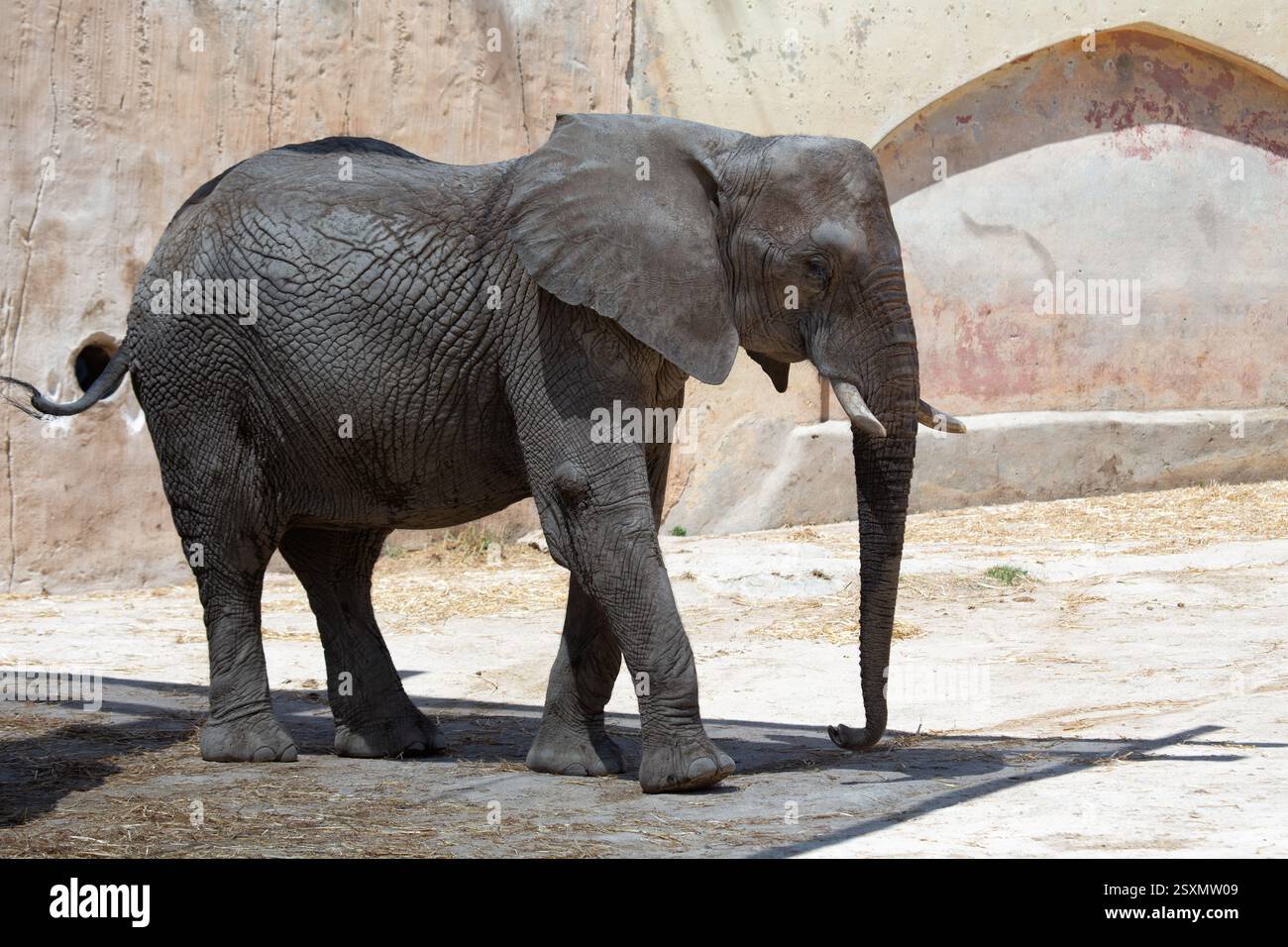 Der afrikanische Buschelfant, das größte Landsäugetier, ernährt sich von Gras, Blättern und Rinde. Auf diesem Foto wird eines in seinem natürlichen Lebensraum in Kenia, Showcas, aufgenommen Stockfoto