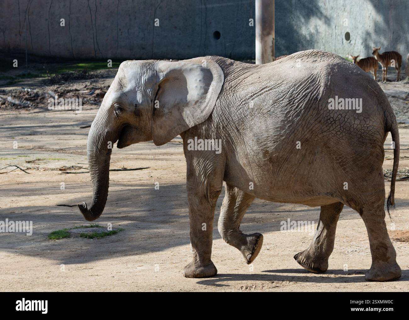 Der afrikanische Buschelfant, das größte Landsäugetier, ernährt sich von Gras, Blättern und Rinde. Auf diesem Foto wird eines in seinem natürlichen Lebensraum in Kenia, Showcas, aufgenommen Stockfoto