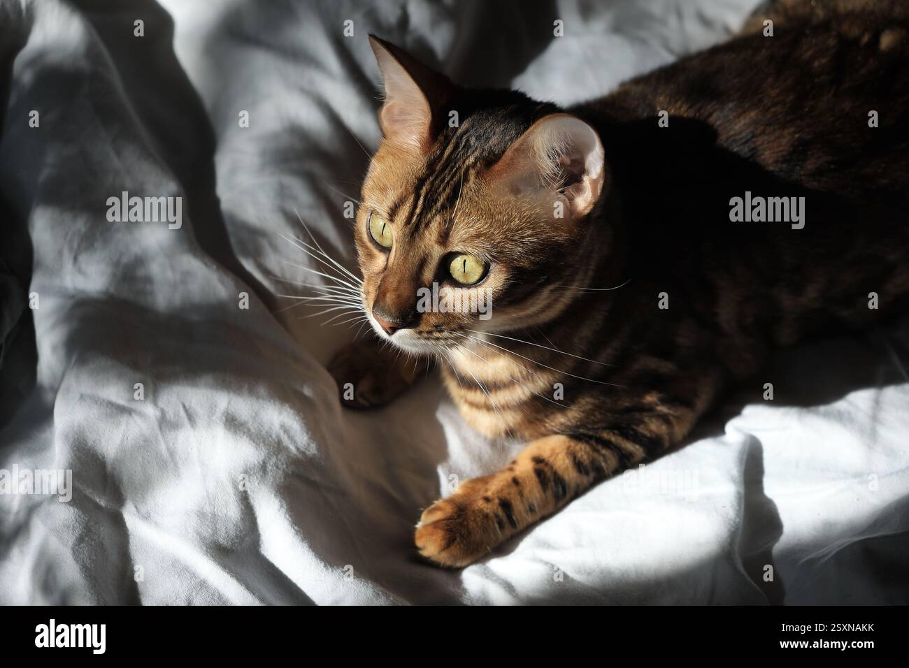 Bengalische Katze mit goldenem Haar, die auf weißem Stoff liegt und von Sonnenlicht beleuchtet wird. Tiefe Schatten erzeugen einen künstlerischen Kontrast. Draufsicht Stockfoto