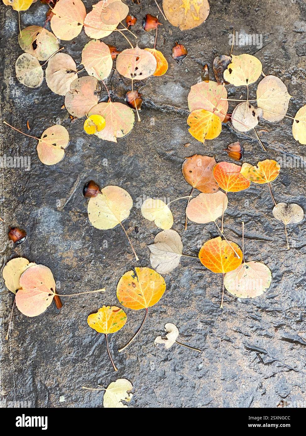 Gefallene Herbstblätter auf einer nassen Steinoberfläche - Smartphone-aufgenommenes Stockfoto