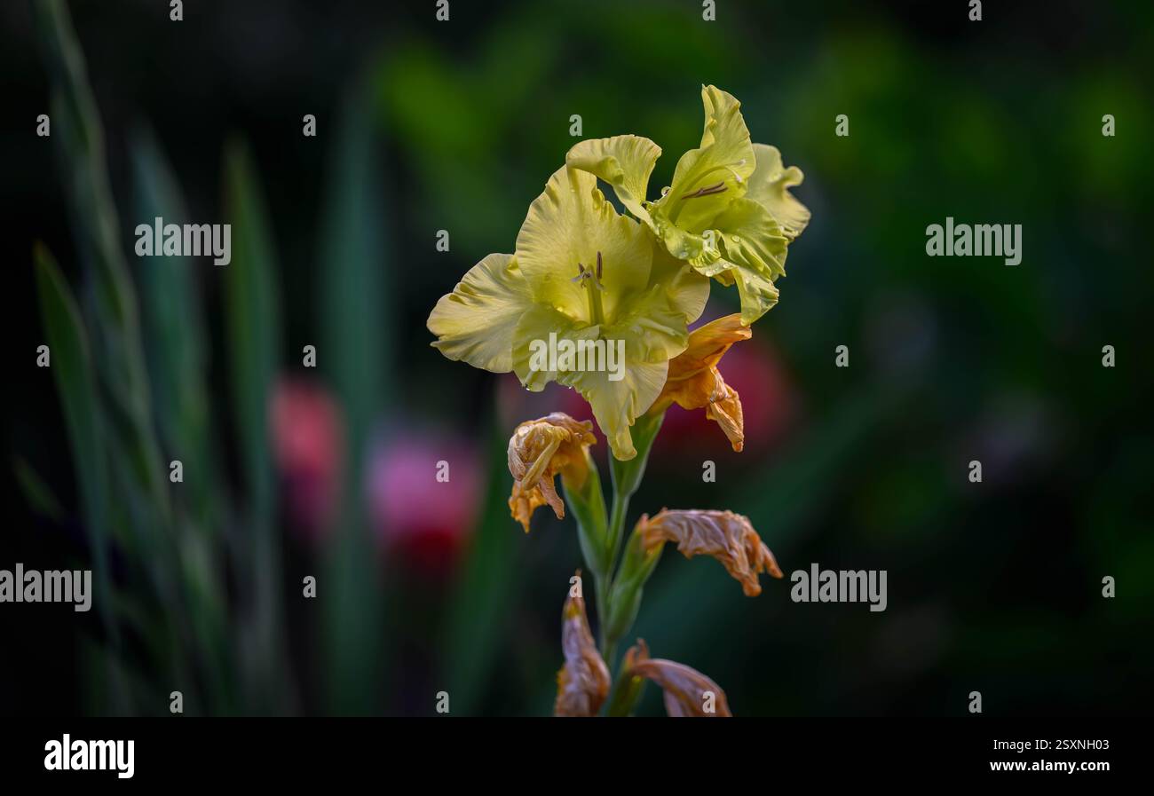 Mellow Yellow in Bloom: Eine detaillierte Nahaufnahme einer leuchtenden gelben Blume im Freien Stockfoto