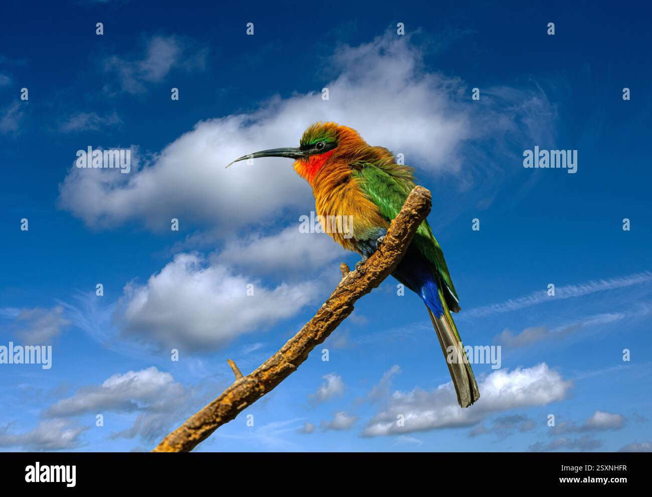 Rotkehlbienenfresser (Merops bullocki). Diese Art kommt im tropischen Afrika vor. Stockfoto