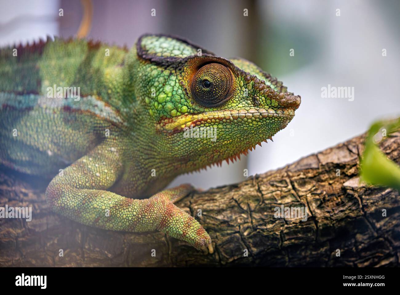 Ein Porträt eines Pantherchamäleons Stockfoto