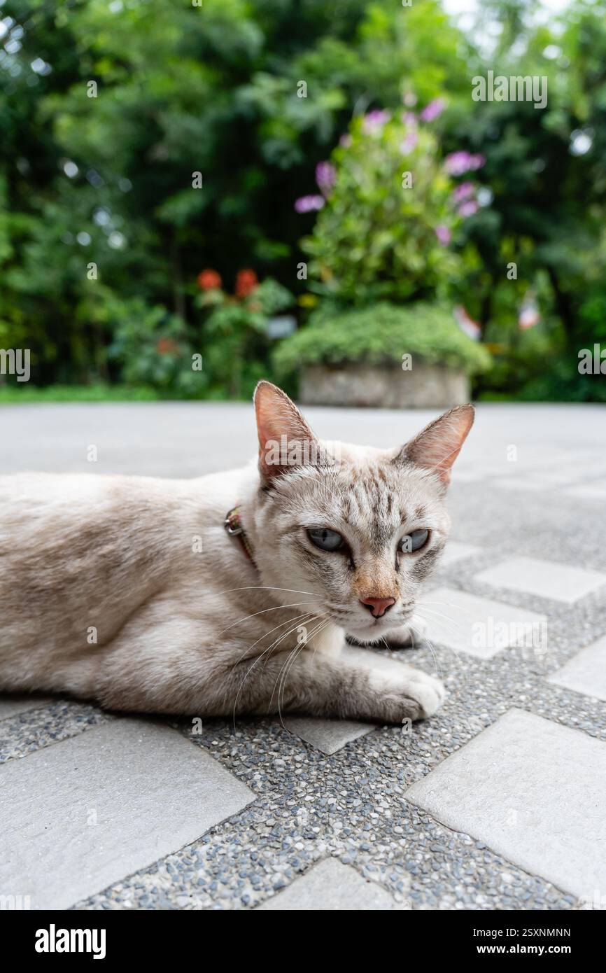 Ruhige blauäugige Katze, die sich auf Steinfliesen in einem üppigen grünen Garten entspannt Stockfoto
