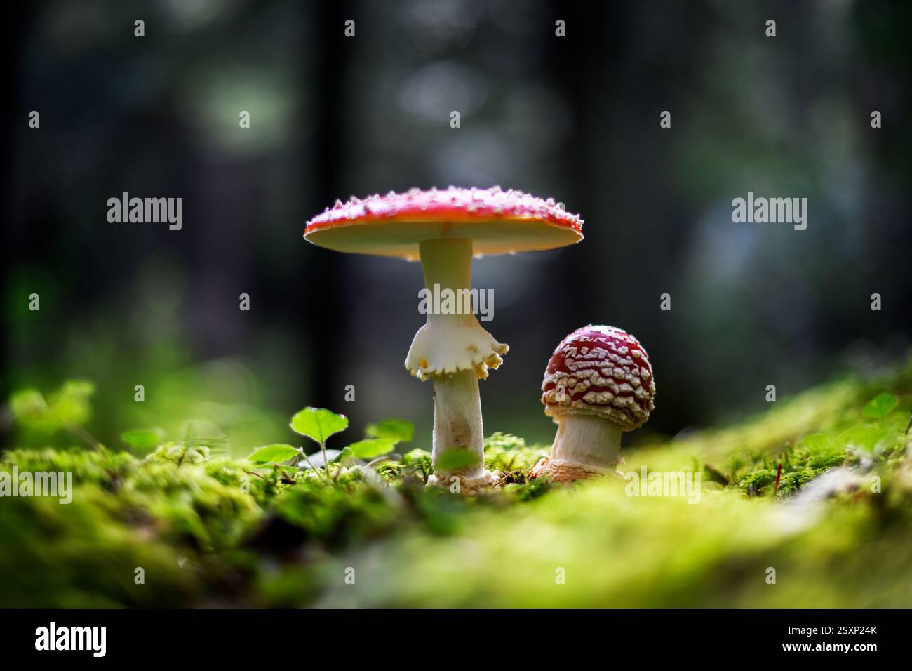 Giftige Fliegenpilze mit hellroten Kappen in dunkler Waldlandschaft. Makronaturfotografie Stockfoto