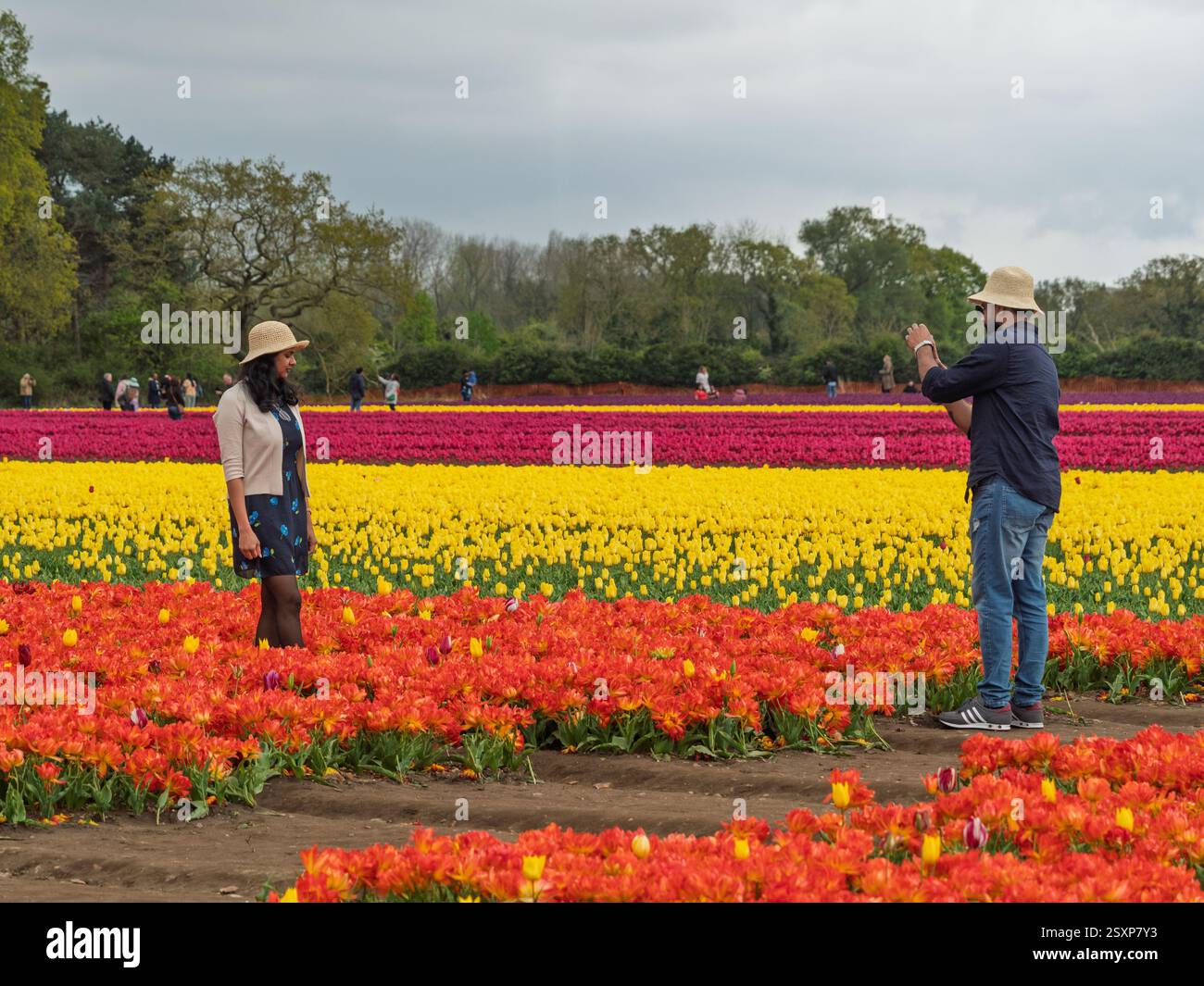 Ein Mann macht ein Foto einer Frau in einem Blumenkleid und Strohhut, die an einem kalten Frühlingstag in Norfolk inmitten eines lebhaften Tulpenfeldes steht. Stockfoto