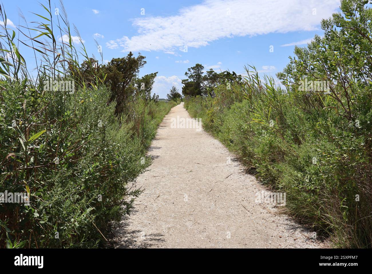 Ein Kiesweg, der durch einen Sumpf führt. Stockfoto