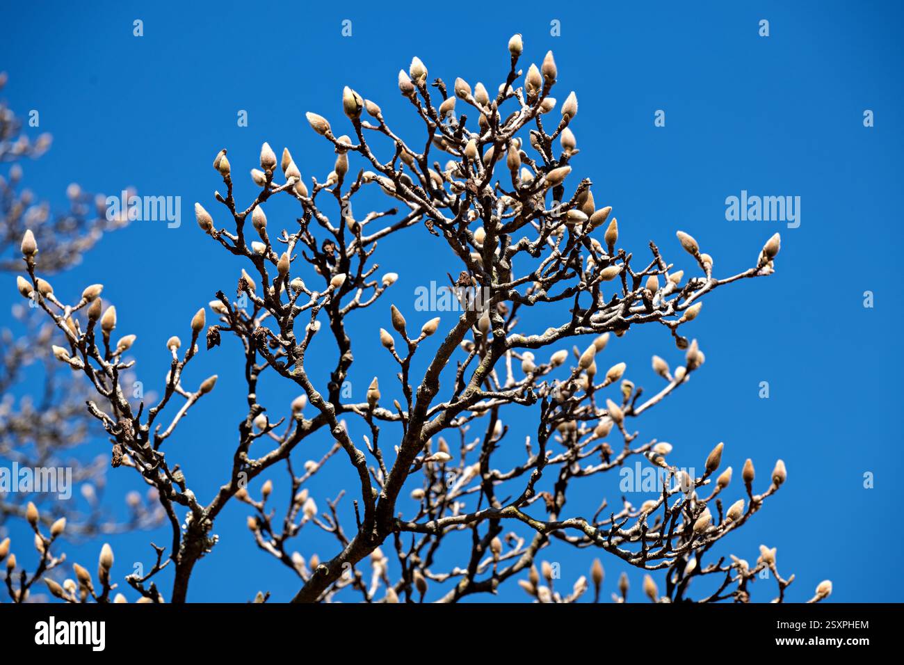 WASHINGTON DC – Saucer Magnolienknospen im Enid A. Haupt Garden hinter dem Smithsonian, wie am 21. Februar 2025 gesehen. Die Magnolia x soulangeana ist bekannt für ihre frühe Blüte, die oft vor dem offiziellen Frühlingsbeginn blüht. Dieser 4,2 Hektar große formelle Garten rund um das Smithsonian Castle bietet viktorianisch inspirierte Pflanzen und verschiedene Gartenbauobjekte. Stockfoto