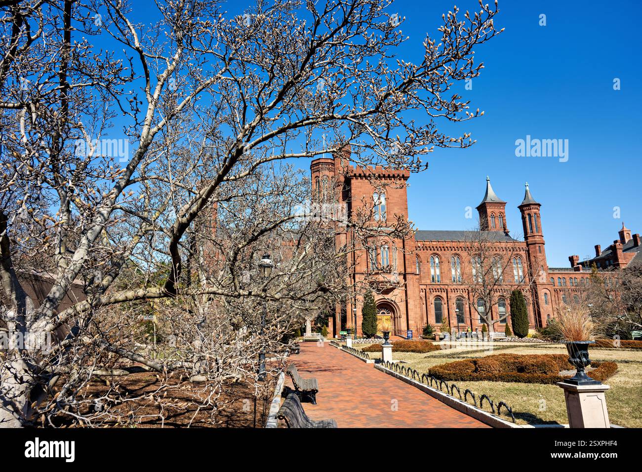 WASHINGTON DC – Saucer Magnolienknospen im Enid A. Haupt Garden hinter dem Smithsonian, wie am 21. Februar 2025 gesehen. Die Magnolia x soulangeana ist bekannt für ihre frühe Blüte, die oft vor dem offiziellen Frühlingsbeginn blüht. Dieser 4,2 Hektar große formelle Garten rund um das Smithsonian Castle bietet viktorianisch inspirierte Pflanzen und verschiedene Gartenbauobjekte. Stockfoto