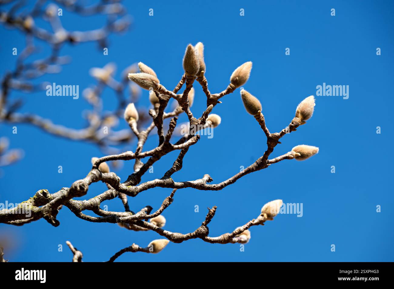 WASHINGTON DC – Saucer Magnolienknospen im Enid A. Haupt Garden hinter dem Smithsonian, wie am 21. Februar 2025 gesehen. Die Magnolia x soulangeana ist bekannt für ihre frühe Blüte, die oft vor dem offiziellen Frühlingsbeginn blüht. Dieser 4,2 Hektar große formelle Garten rund um das Smithsonian Castle bietet viktorianisch inspirierte Pflanzen und verschiedene Gartenbauobjekte. Stockfoto