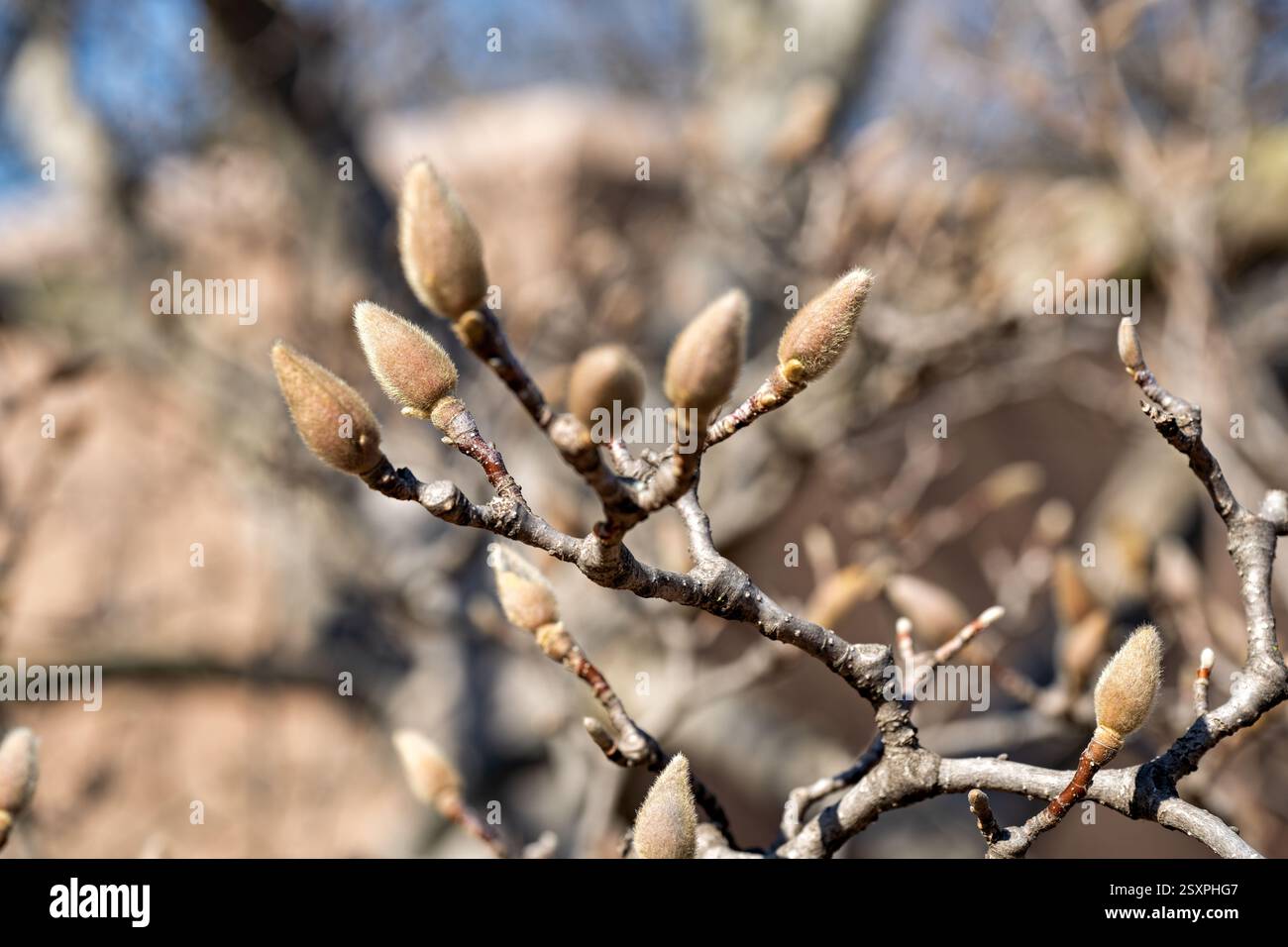 WASHINGTON DC – Saucer Magnolienknospen im Enid A. Haupt Garden hinter dem Smithsonian, wie am 21. Februar 2025 gesehen. Die Magnolia x soulangeana ist bekannt für ihre frühe Blüte, die oft vor dem offiziellen Frühlingsbeginn blüht. Dieser 4,2 Hektar große formelle Garten rund um das Smithsonian Castle bietet viktorianisch inspirierte Pflanzen und verschiedene Gartenbauobjekte. Stockfoto