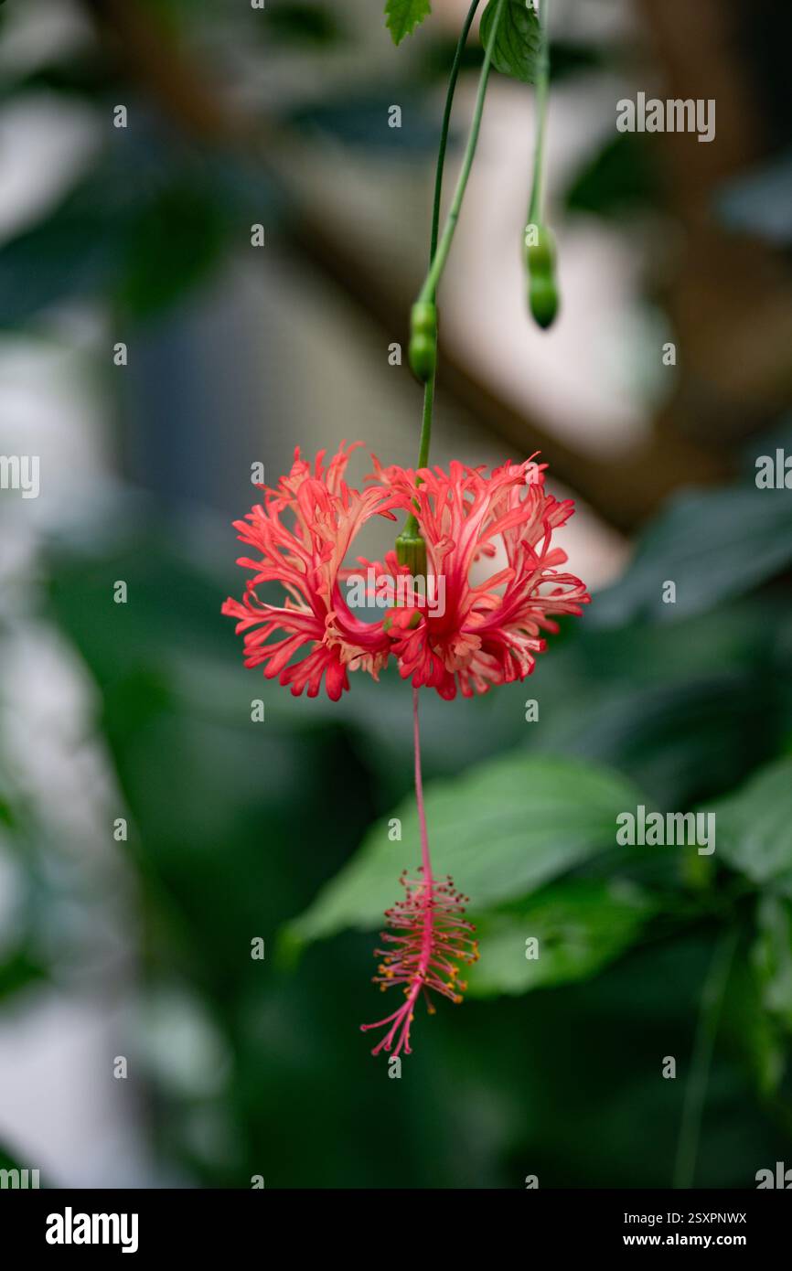 Rote Hibiskusblüte mit grünem Blatthintergrund, tropische Blumen Stockfoto