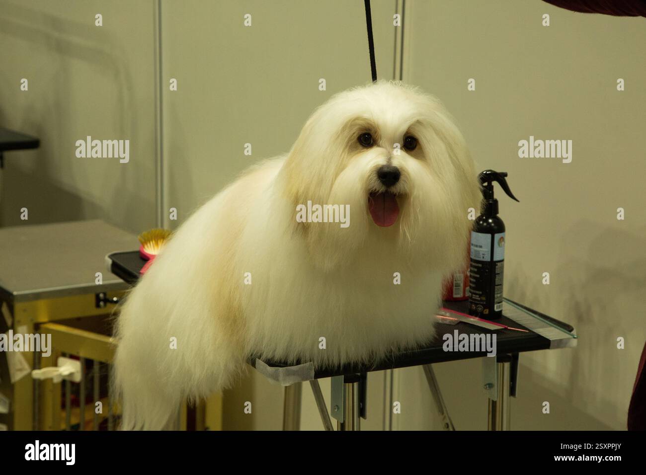 Ein kleiner Coton de Tulear, weißer, flauschiger Hund sitzt drinnen und blickt direkt auf den Betrachter. Sein langes, lockiges Fell und dunkle Augen sind hervorzuheben Stockfoto
