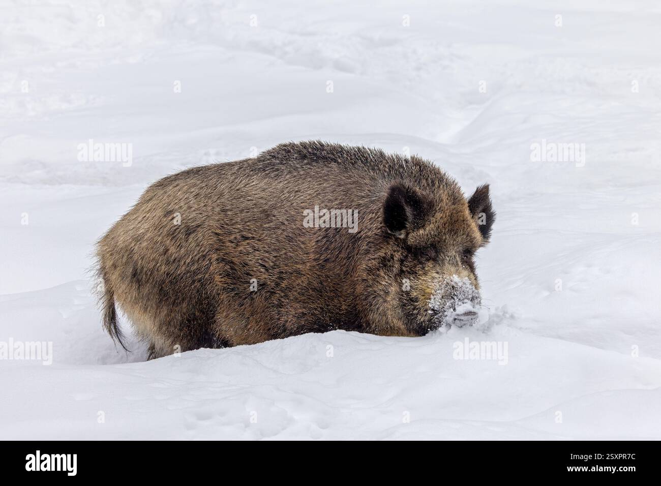 Wildschweine (Sus scrofa) Großsau, die im Winter im Tiefschnee auf der Suche ist Stockfoto