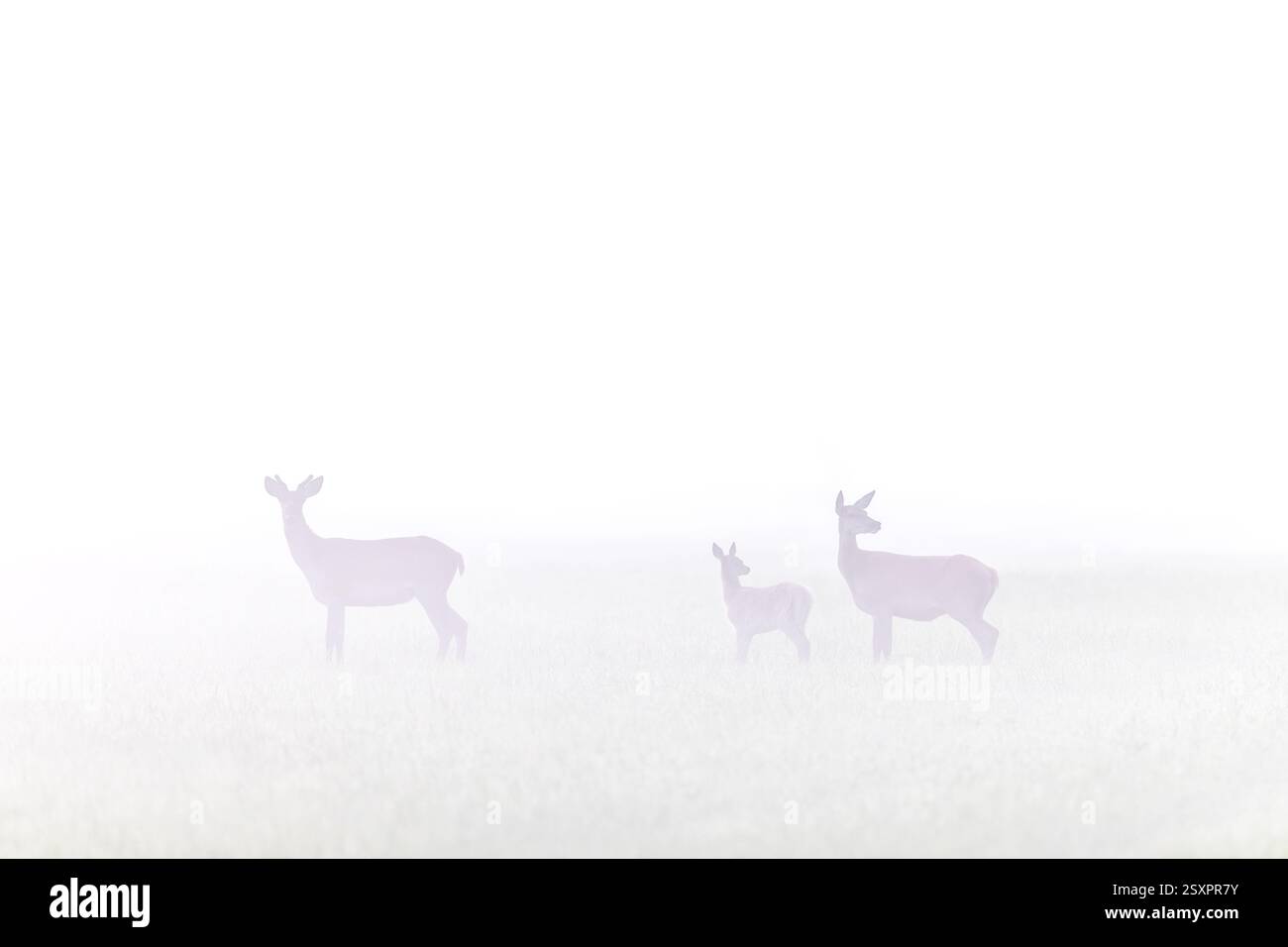 Hirsch (Cervus elaphus) Hirsch mit Hind und Kalb auf der Wiese, die im Sommer von dickem Frühnebel bedeckt ist Stockfoto