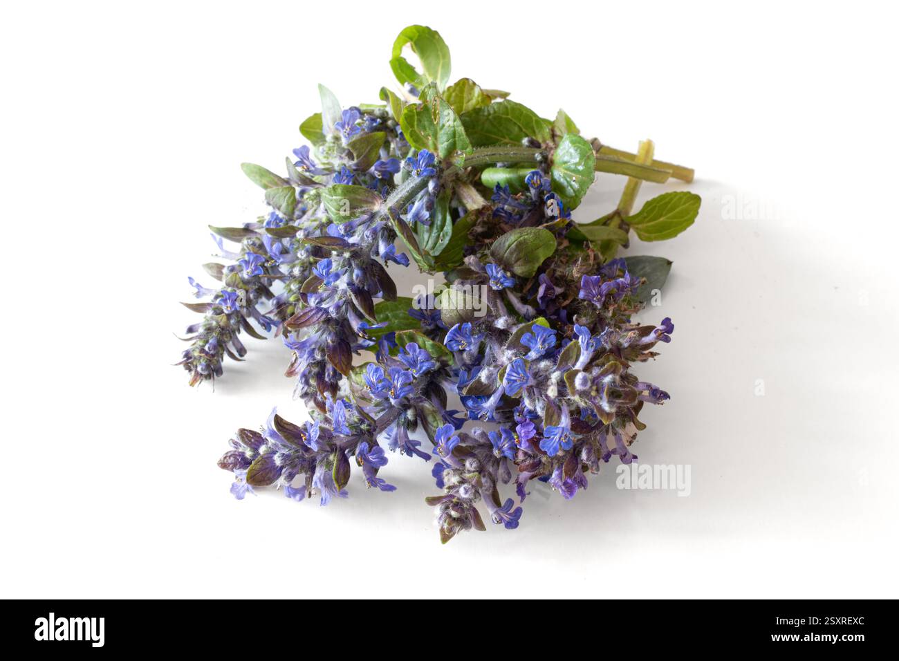 Lebendiges, farbenfrohes, blau-violettes Kraut Stockfoto