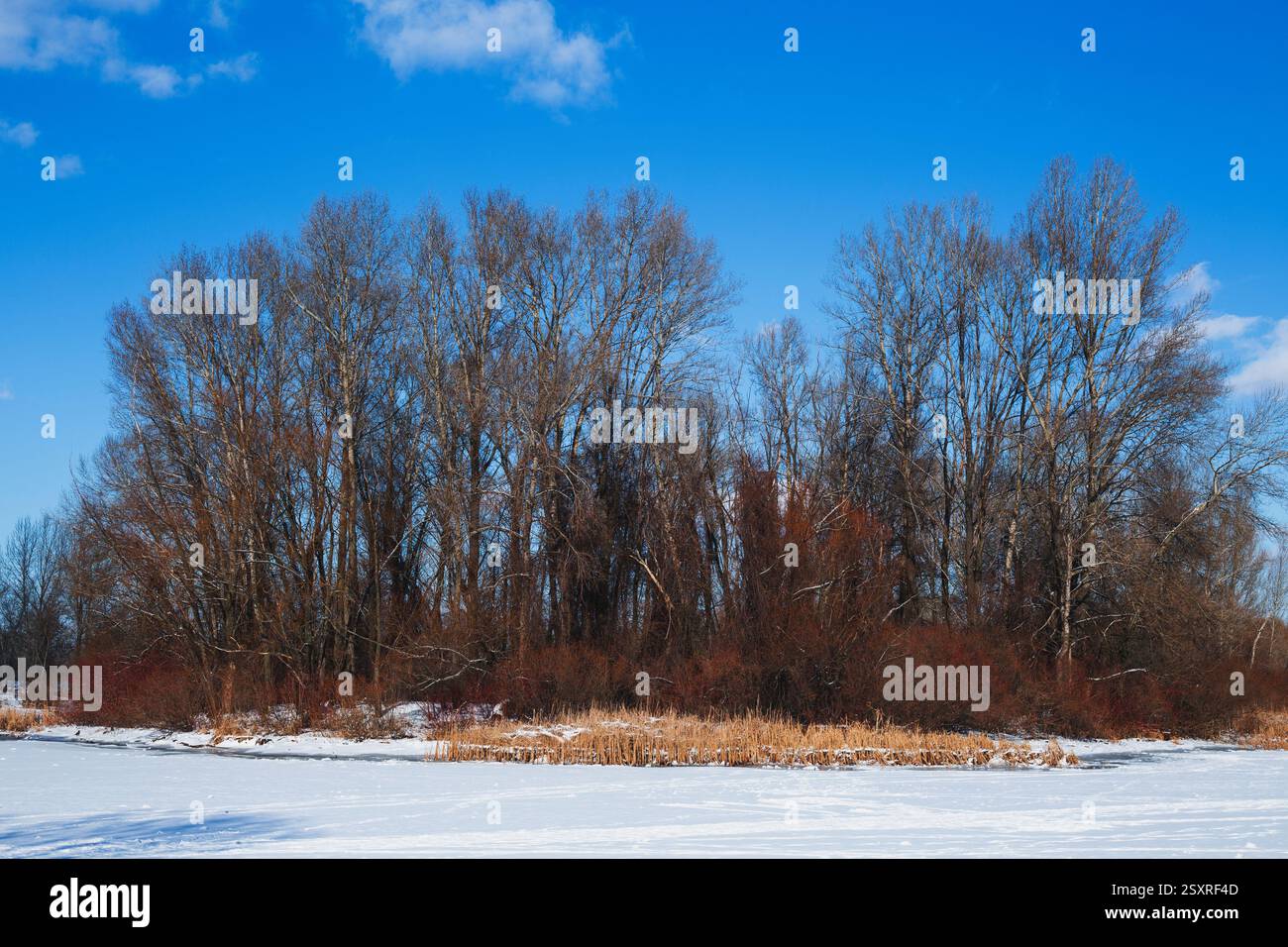 Wunderschöne Winterlandschaft. Blauer Himmel und strukturierter Schnee. Wintermärchen. Stockfoto