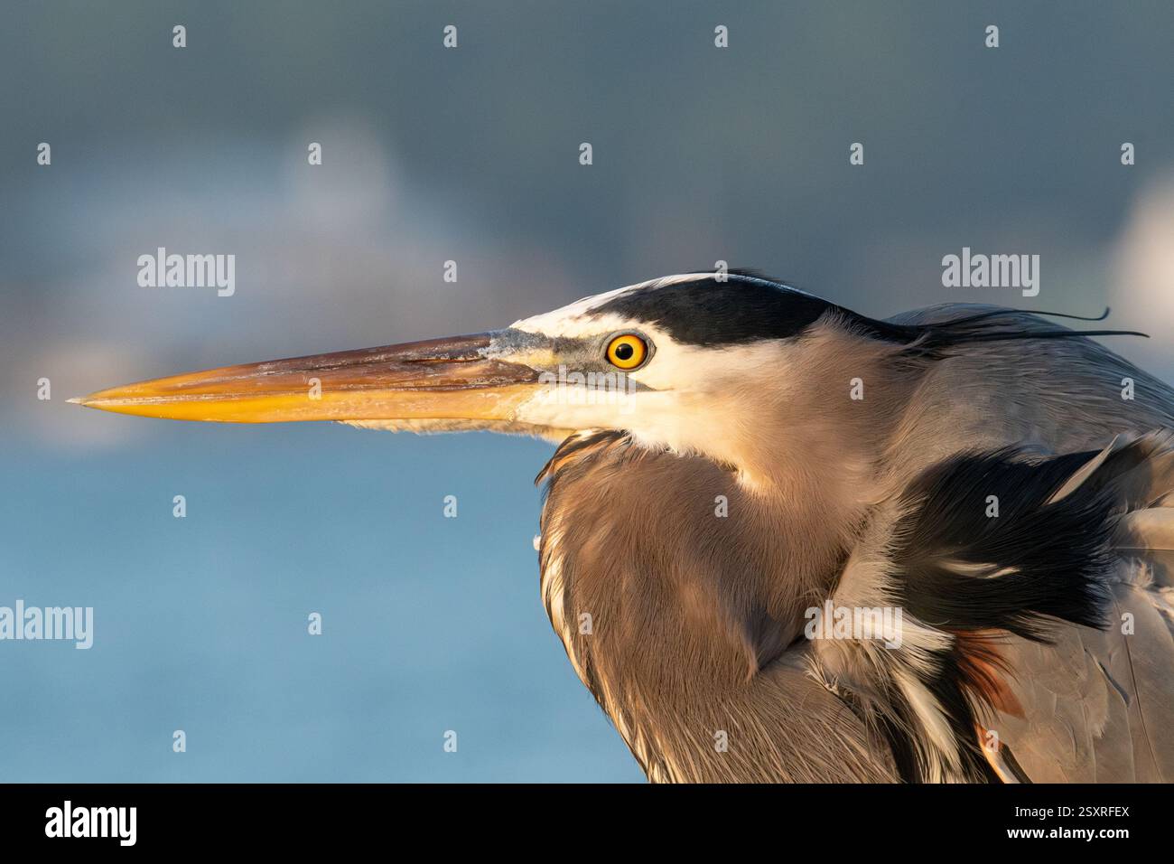 Ein detailliertes Profil eines großen Blaureihers in der Nähe des Wasserrandes. Stockfoto