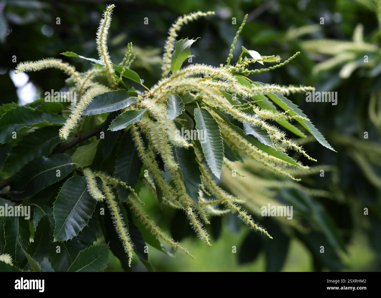 Sweet Chestnut Tree Blumen, Castanea Sativa, Fagaceae, UK, Europa Stockfoto