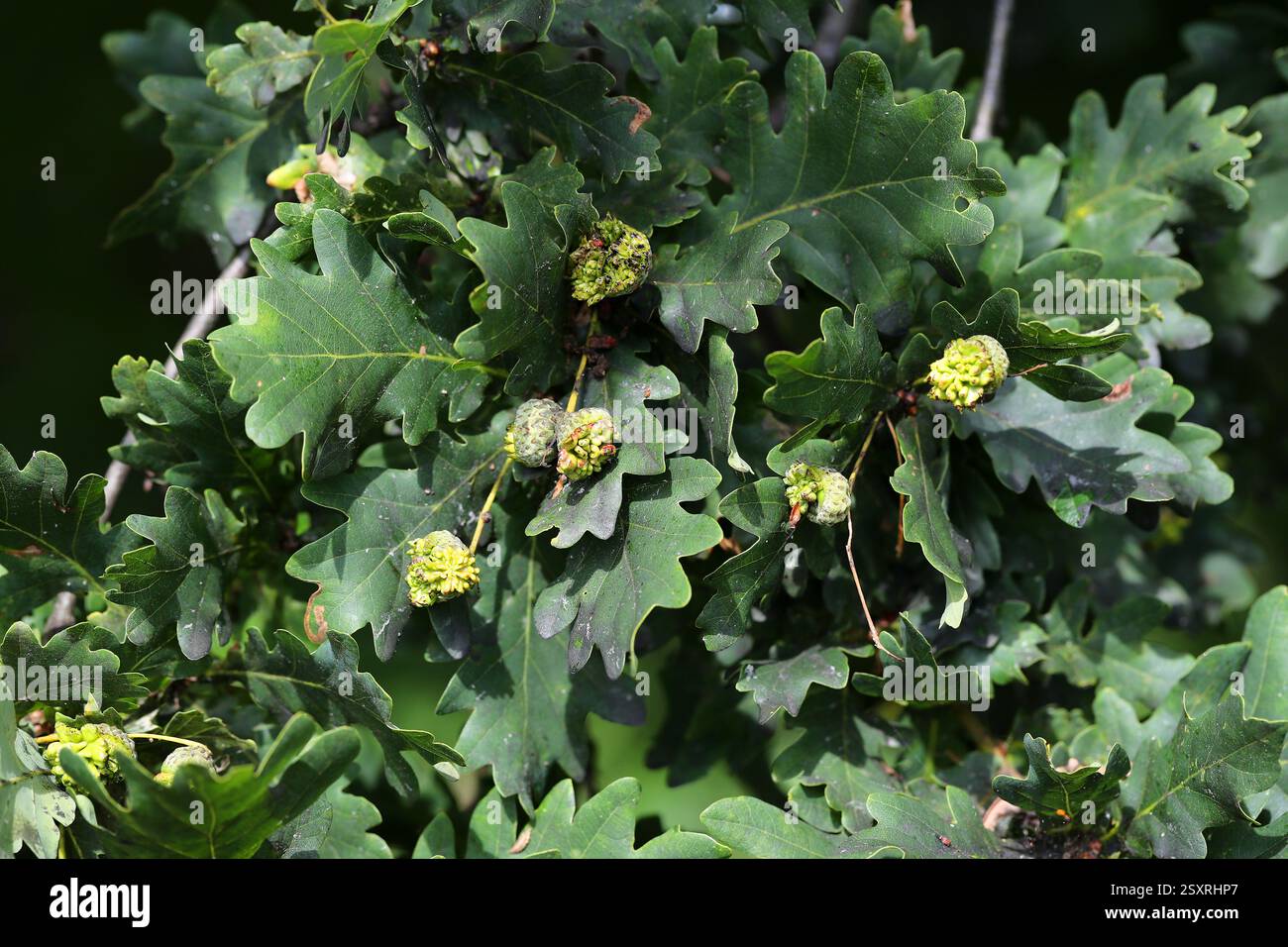 Stieleiche oder englische Eichenblätter, Quercus robur, Fagaceae. UK. Stockfoto