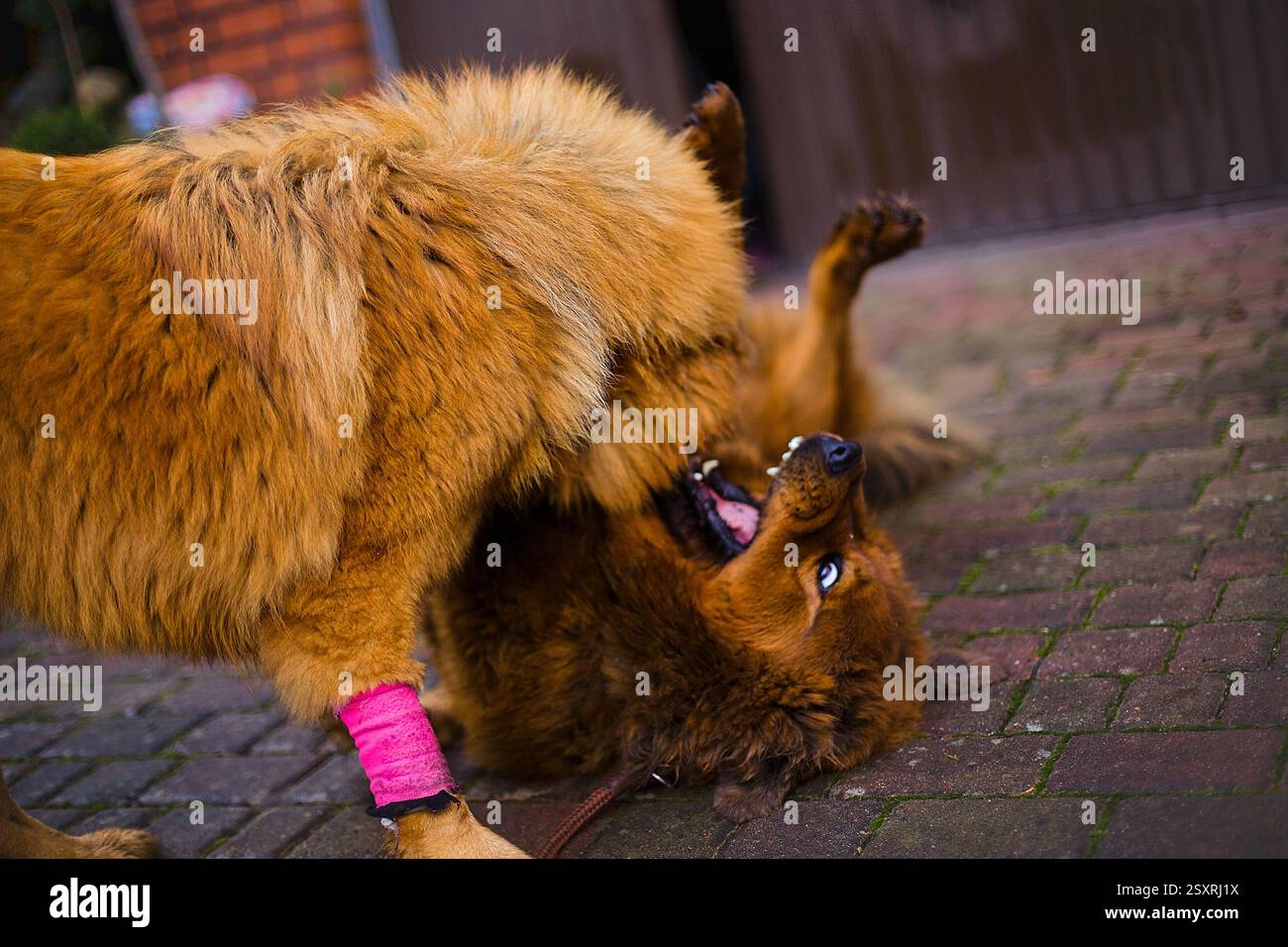 Zwei junge tibetische Mastiff-Hunde jagen einander in einem lebendigen, grünen Garten und feiern ihre Verbundenheit. Stockfoto