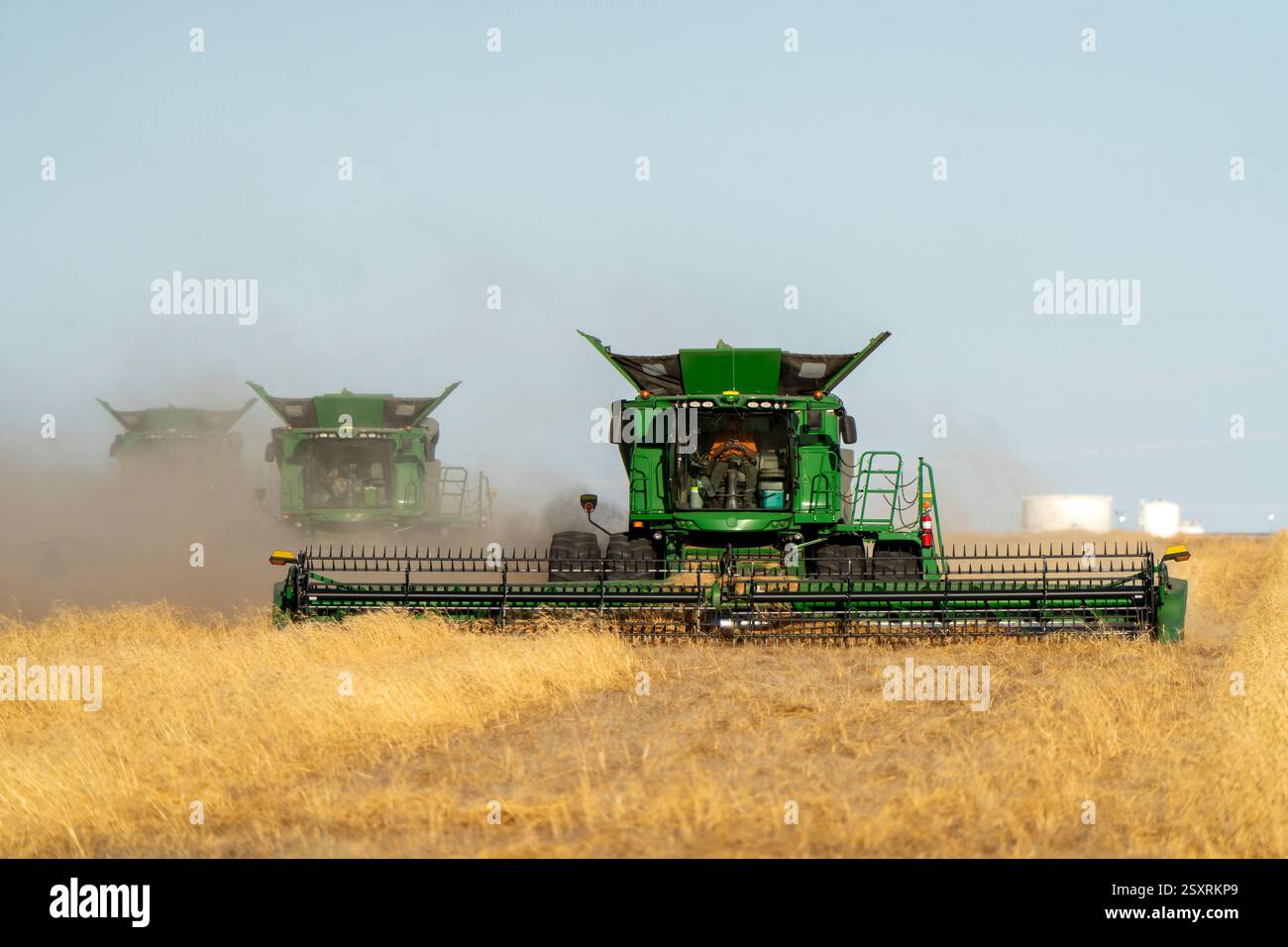 Mähdrescher, die auf einem Weizenfeld arbeiten und während der Erntezeit Staubwolken erzeugen Stockfoto