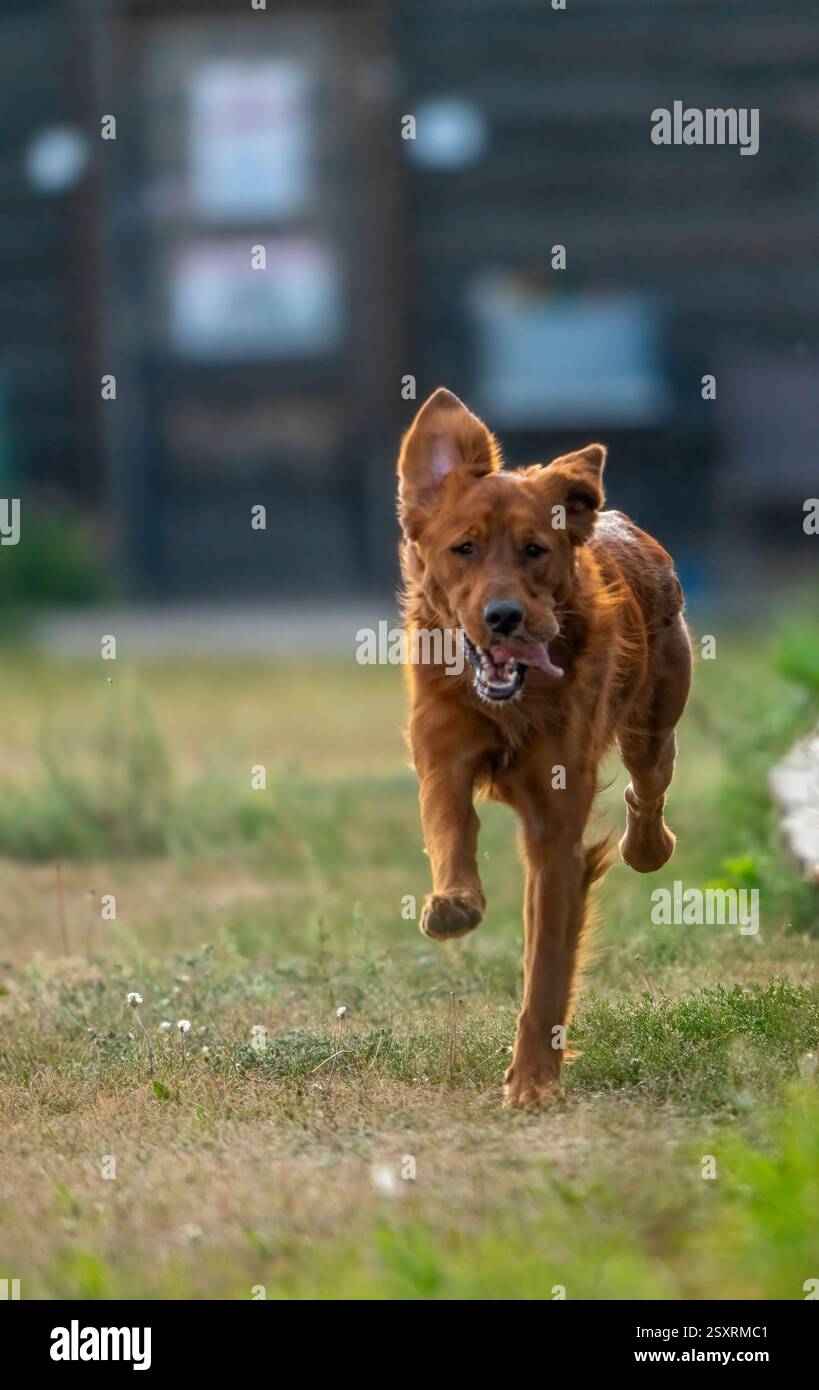 Fröhlicher irischer Setter, der auf dem Grasfeld auf die Kamera läuft Stockfoto