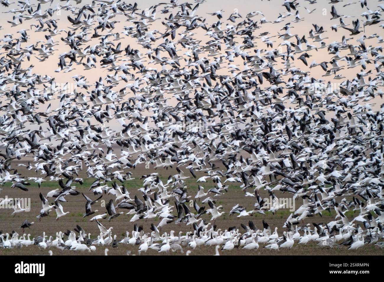 Tausende von Schneegänsen fliegen während ihrer jährlichen Migration über Ackerland Stockfoto