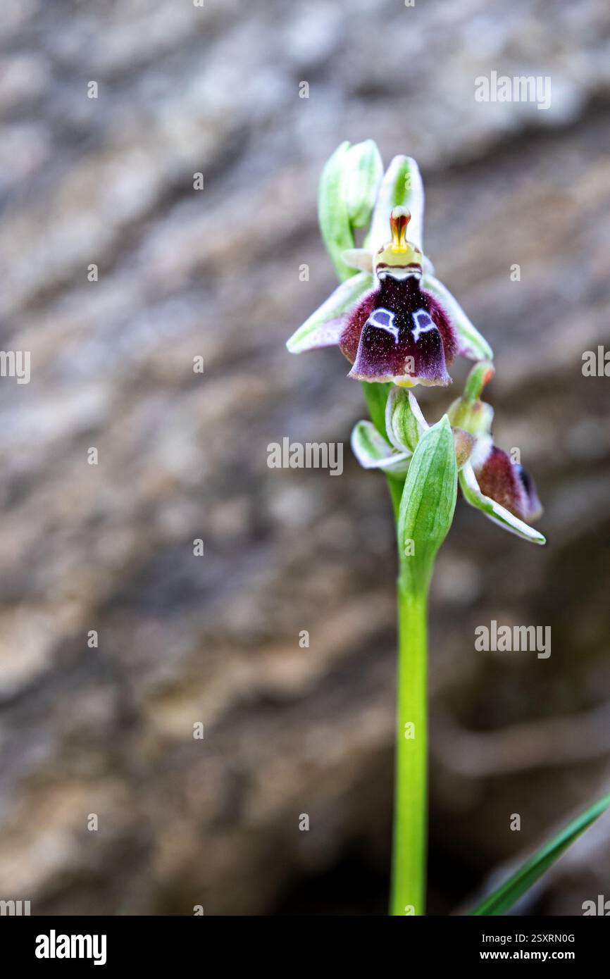 Violette Blüte Orchis purpurea, mascula, Ophrys arachnitiformis, Orchis simia, im Wald, grüner unscharfer Hintergrund. Stockfoto