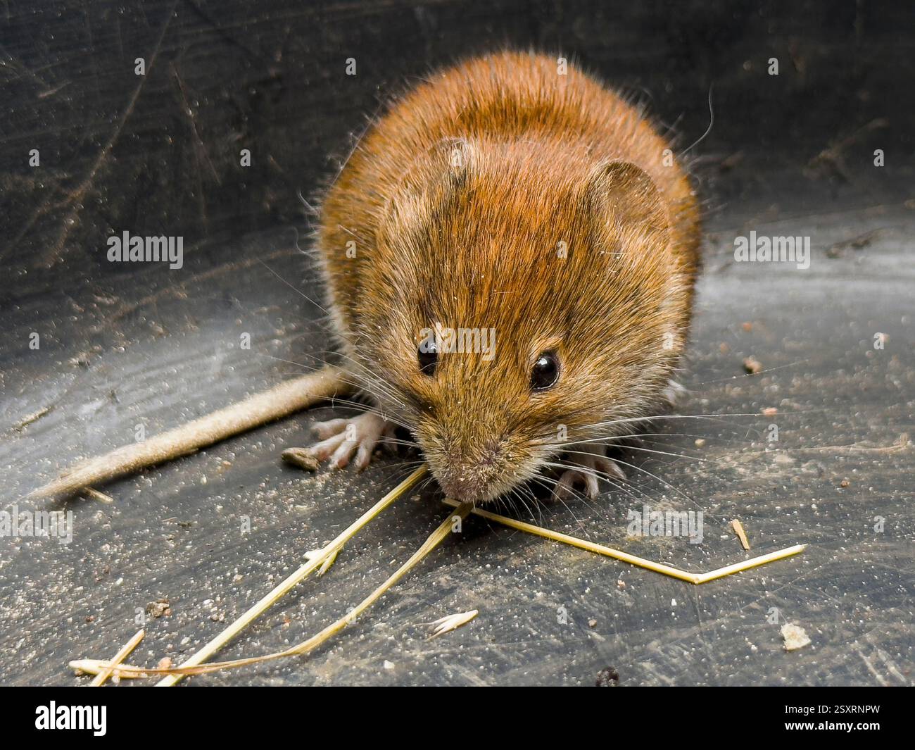 ***KORREKTUR***CLETHRIONOMYS GLAREOLUS*** Feldschädling Bank Vole, Clethrionomys glareolus, gefangen in einem Eimer, Pruhonice, 25. Februar 2025. (CTK-Foto Stockfoto