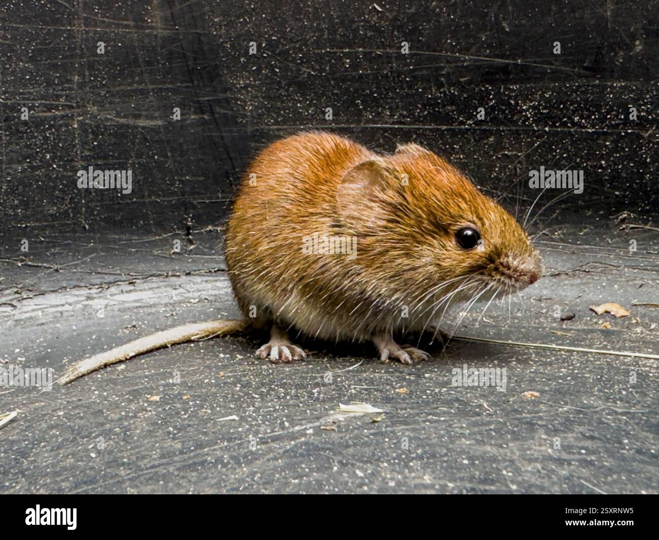 ***KORREKTUR***CLETHRIONOMYS GLAREOLUS*** Feldschädling Bank Vole, Clethrionomys glareolus, gefangen in einem Eimer, Pruhonice, 25. Februar 2025. (CTK-Foto Stockfoto