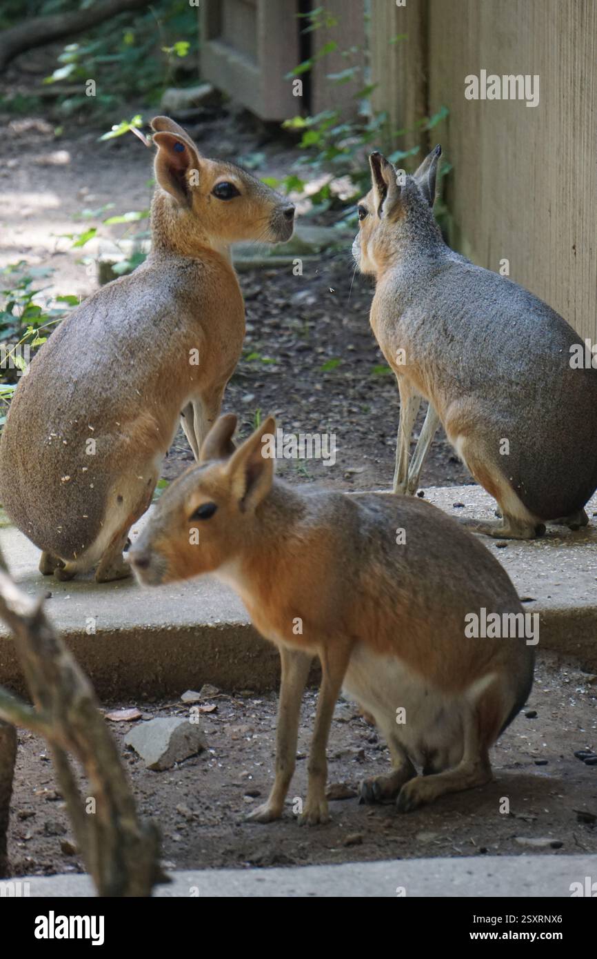 Eine Gruppe süßer Maras genießt den Tierheim in einem Wildreservat in Patagonien, Argentinien; vertikale Wildtierfotografie Stockfoto