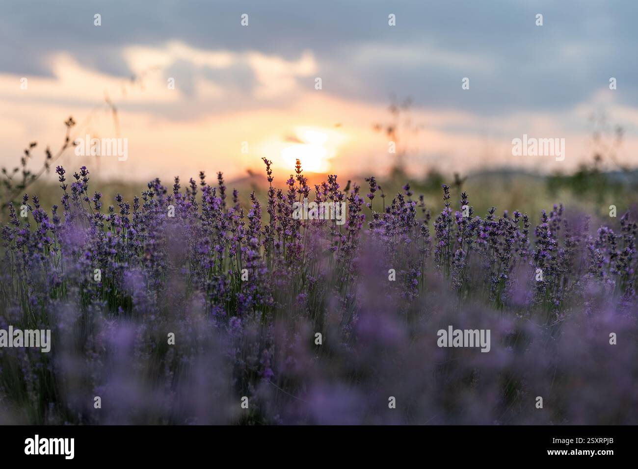Blue Lavandula oder Lavendel ist eine mehrjährige blühende Pflanze aus der Minzfamilie Lamiaceae. Medizin verwendet Öl, Tee, kulinarische, Garten- oder Landschaftsarchitektur Stockfoto