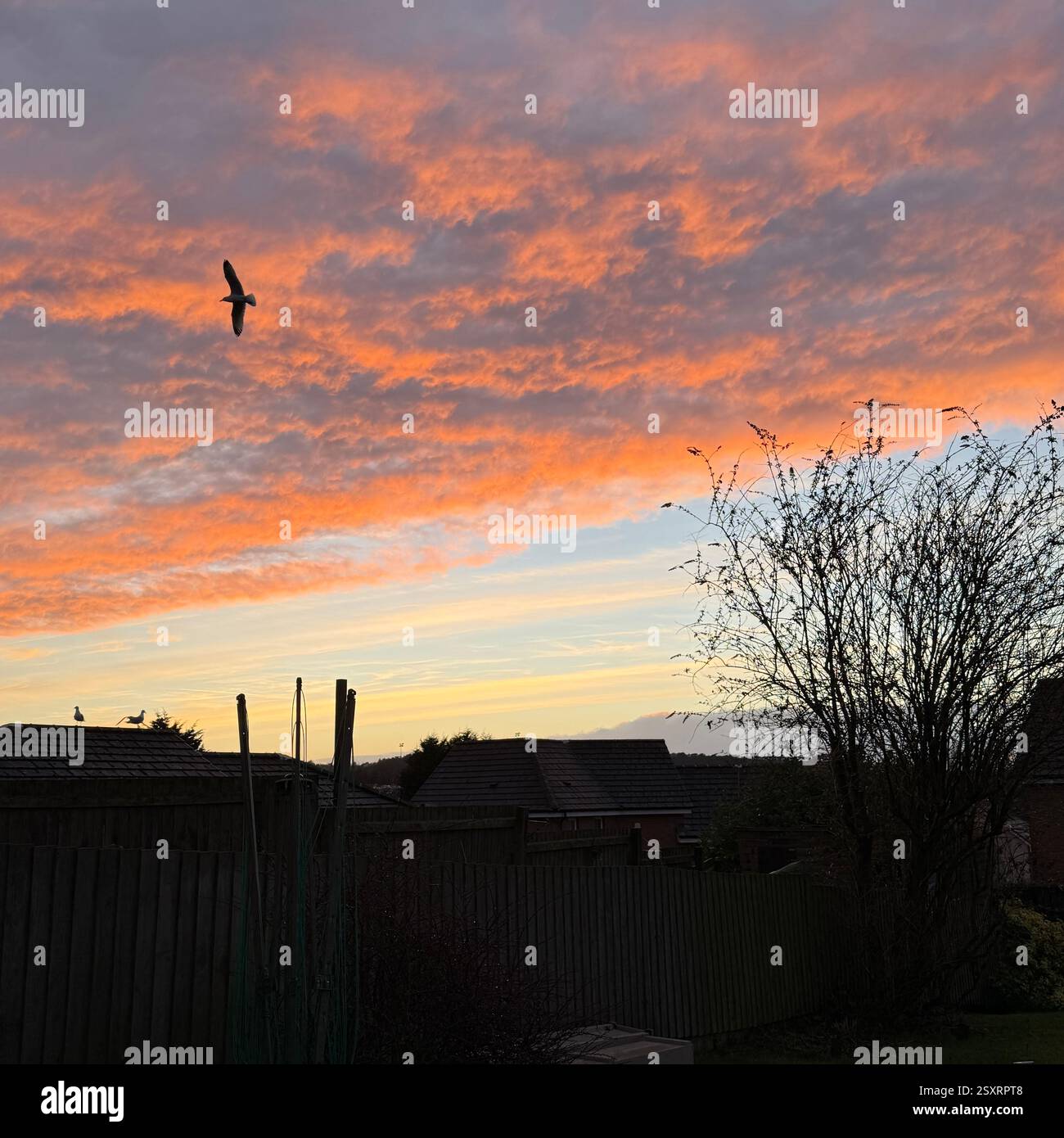 Sonnenuntergang über Vorstadtgarten Stockfoto