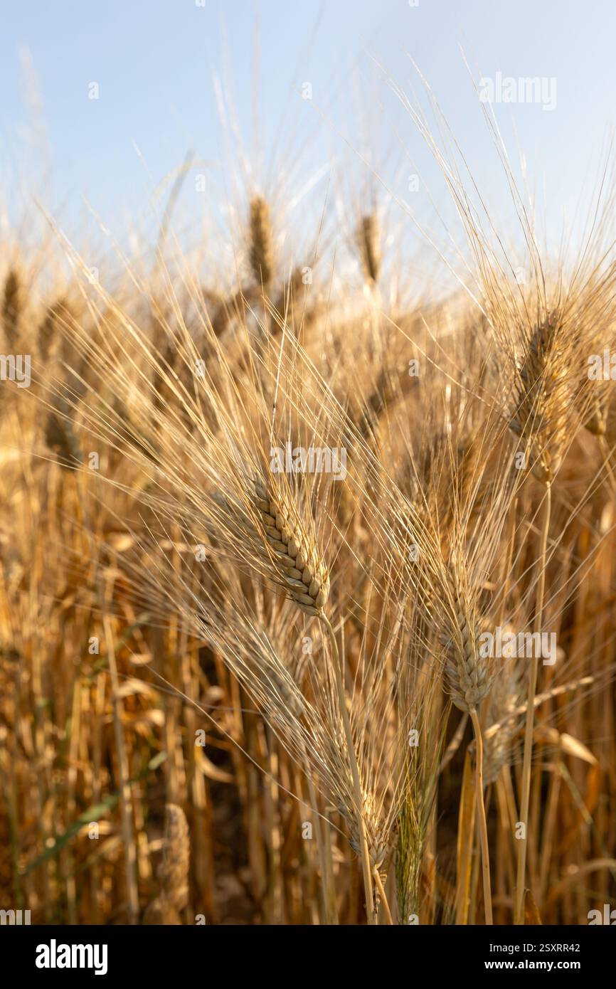Wunderschöne Landschaft der Ernte von Weizenfeldern bei Sonnenuntergang, Sommerzeit. Stockfoto