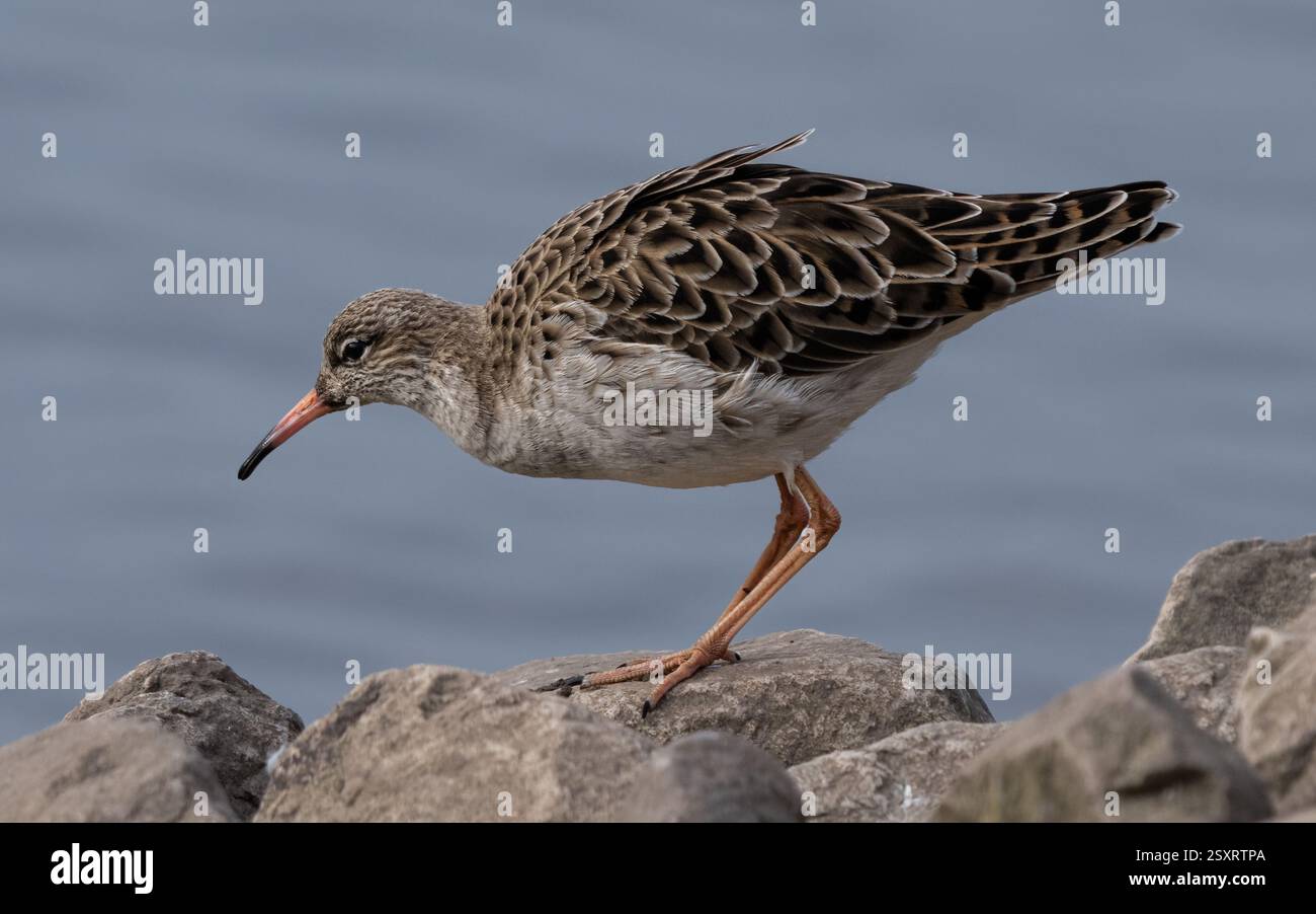 Ruff Stockfoto