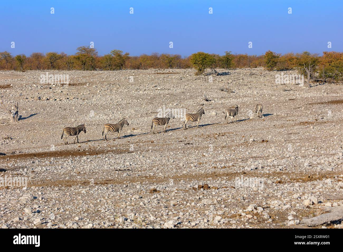 Zebras verlassen das Wasserloch hintereinander zurück zu den Büschen Stockfoto