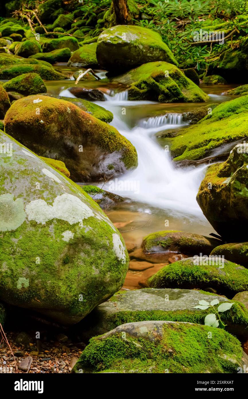 Der Wasserstrom fließt zwischen großen Felsen. Die Felsen sind mit Moos bedeckt. Das Wasser ist klar und ruhig Stockfoto