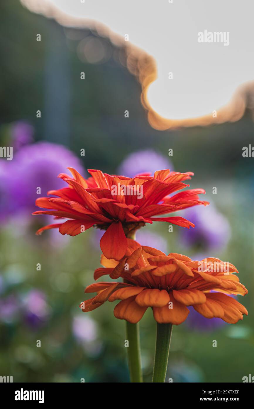 In einem ruhigen Garten stehen die Orangenblüten hoch, wenn die Sonne untergeht und ein warmes Leuchten ausstrahlt. Lila Blumen im Hintergrund verleihen dieser ruhigen Momen Tiefe Stockfoto