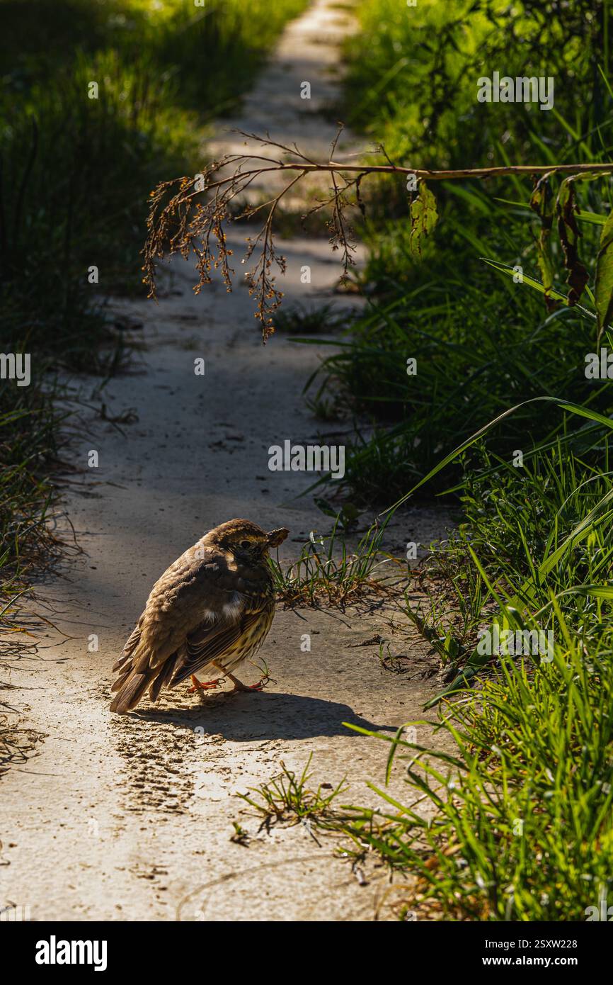 Ein kleiner Vogel thront auf einem sonnendurchfluteten Weg, umgeben von lebendigem grünem Gras und wilden Pflanzen. Die ruhige Atmosphäre lädt zu einem Gefühl der Ruhe auf einem warmen af ein Stockfoto