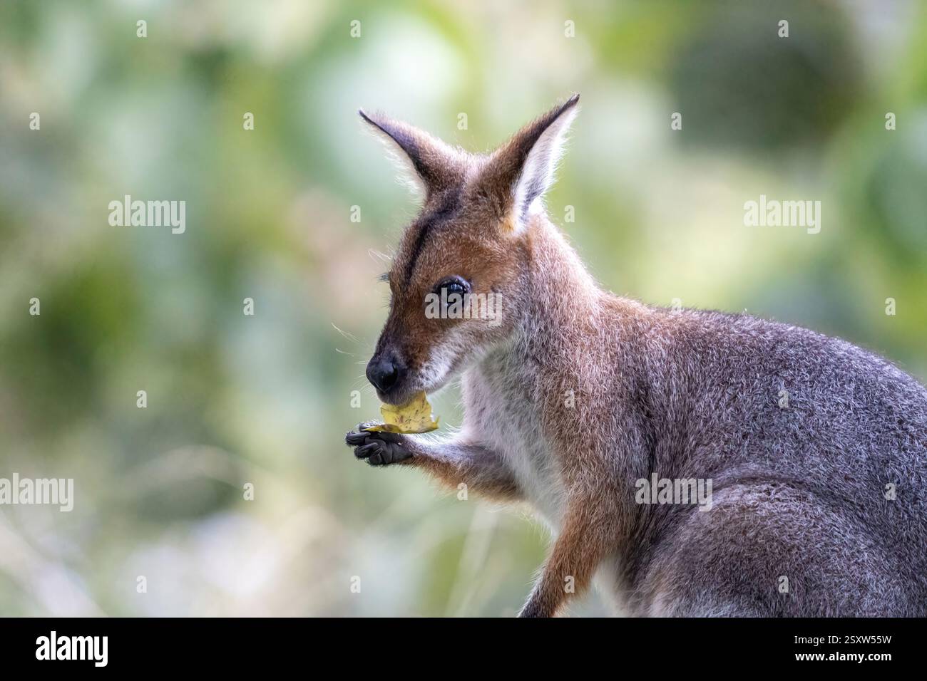 Ein rothals Wallaby Stockfoto
