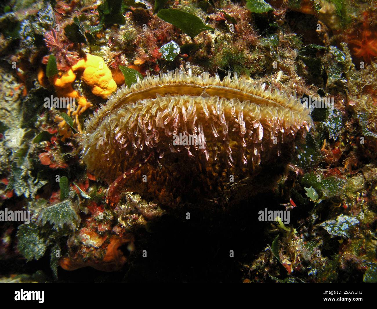 Lebendes Exemplar von Pinna Nobilis - edle Stiftschale in der Adria, Kroatien Stockfoto