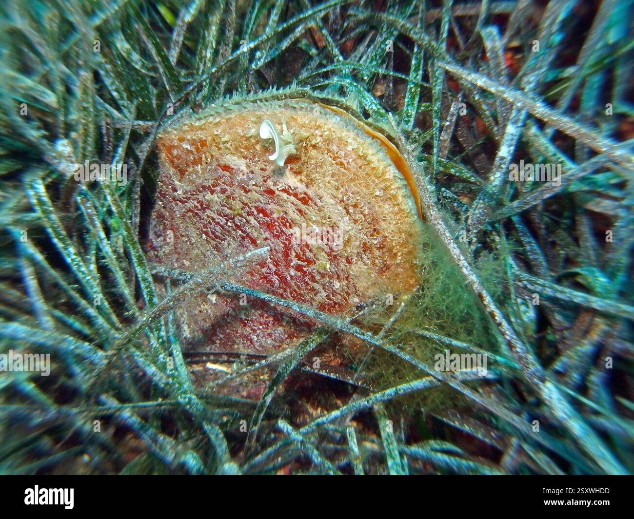 Lebendes Exemplar von Pinna Nobilis - edle Stiftschale in der Adria, Kroatien Stockfoto