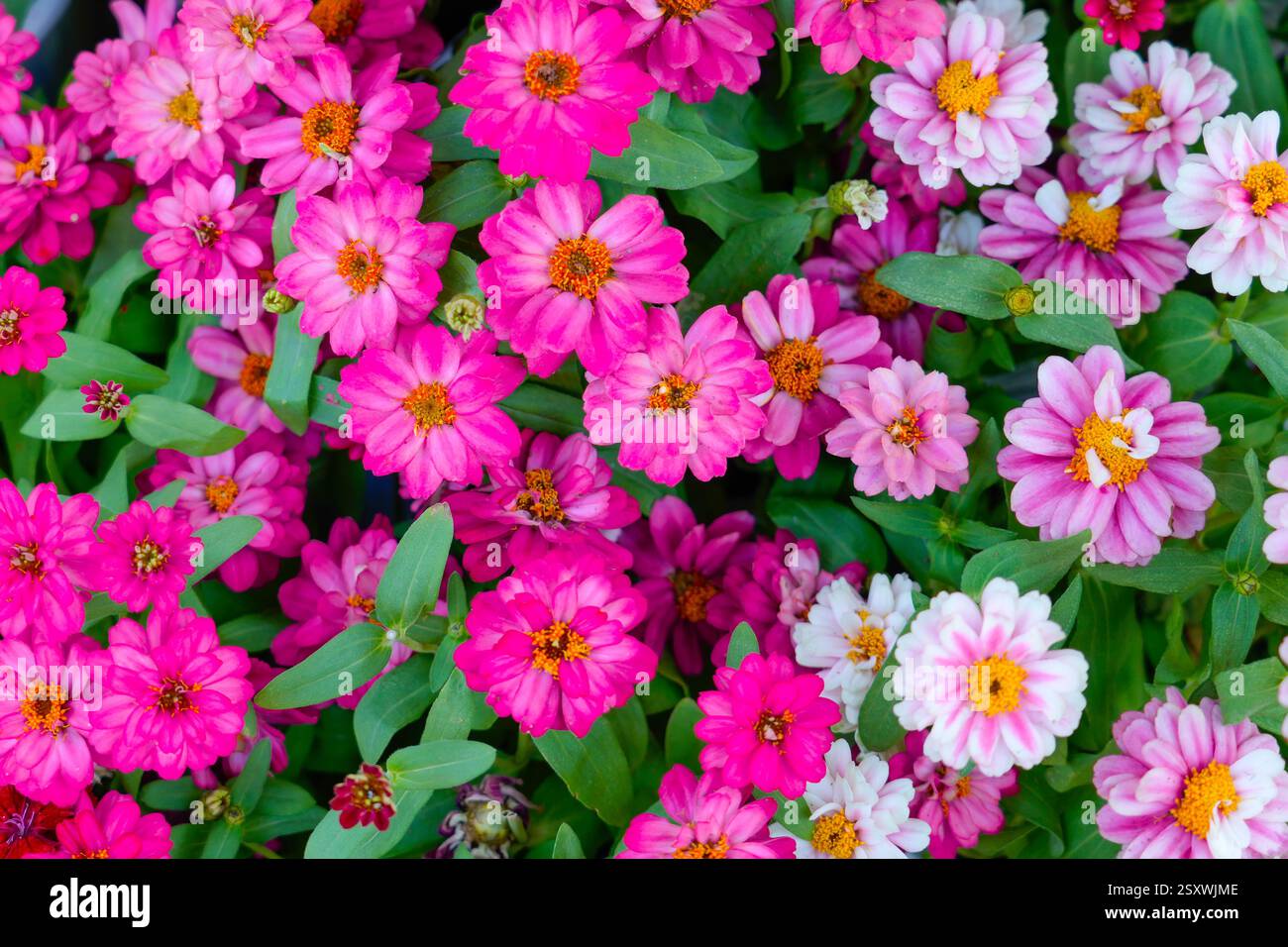 Leuchtend rosa und weiße Zinnien füllen den Garten mit einer Farbmischung zwischen üppig grünen Blättern unter der warmen Sonne des späten Frühlings. Stockfoto
