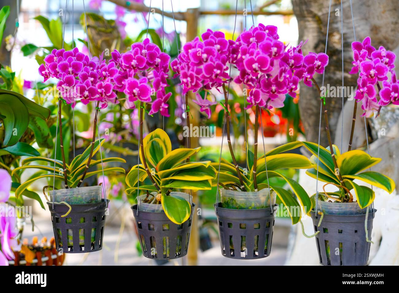 Hängende Töpfe gefüllt mit leuchtend rosa Orchideen schaffen eine atemberaubende Präsentation in einem botanischen Garten. Die üppig grünen Blätter stehen im Kontrast zum Colo Stockfoto