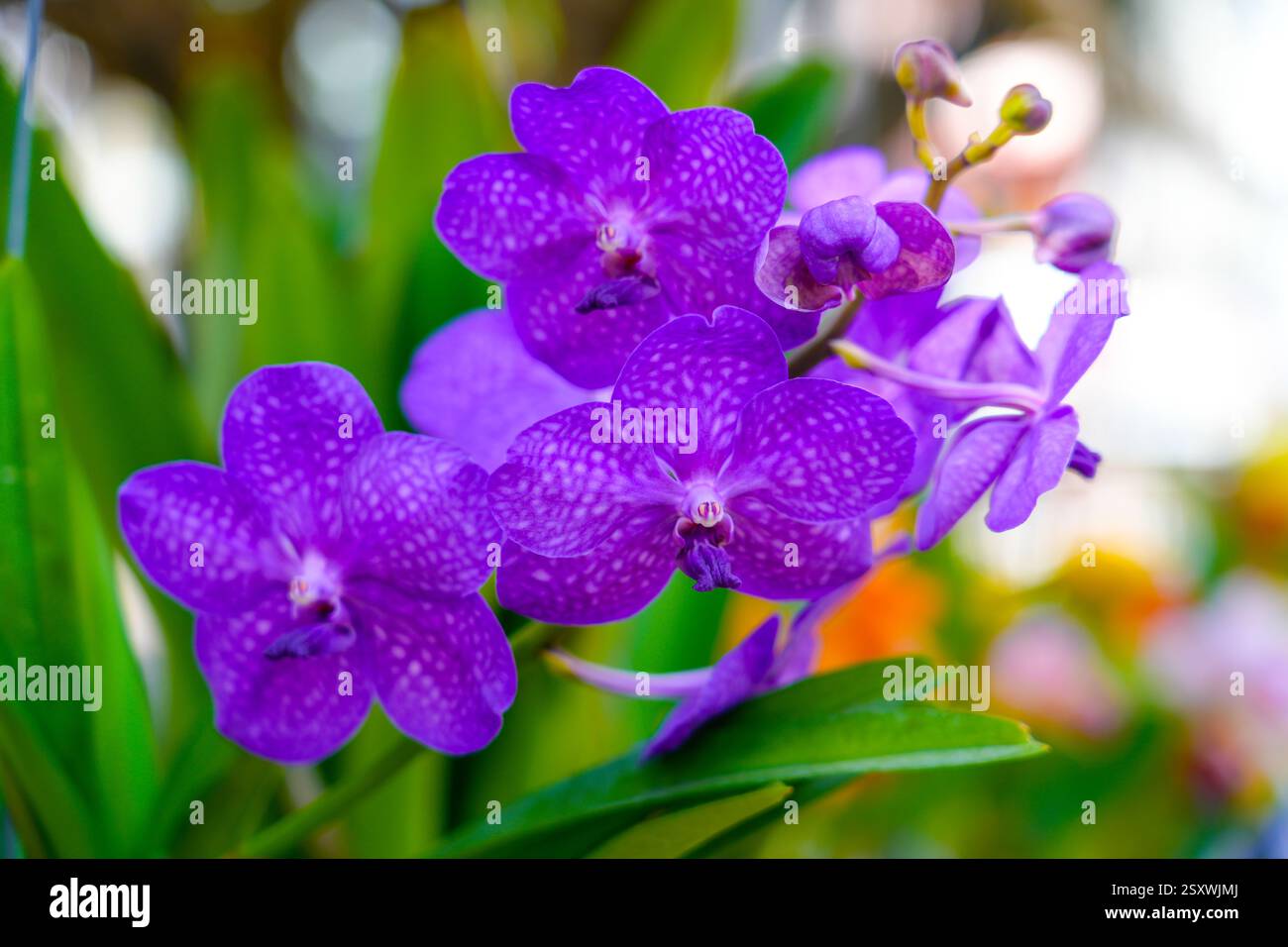 Leuchtend violette Orchideen zeigen ihre komplizierten Muster in einem üppigen tropischen Garten voller grüner Blätter. Die warme Nachmittagssonne unterstreicht ihr Leben Stockfoto