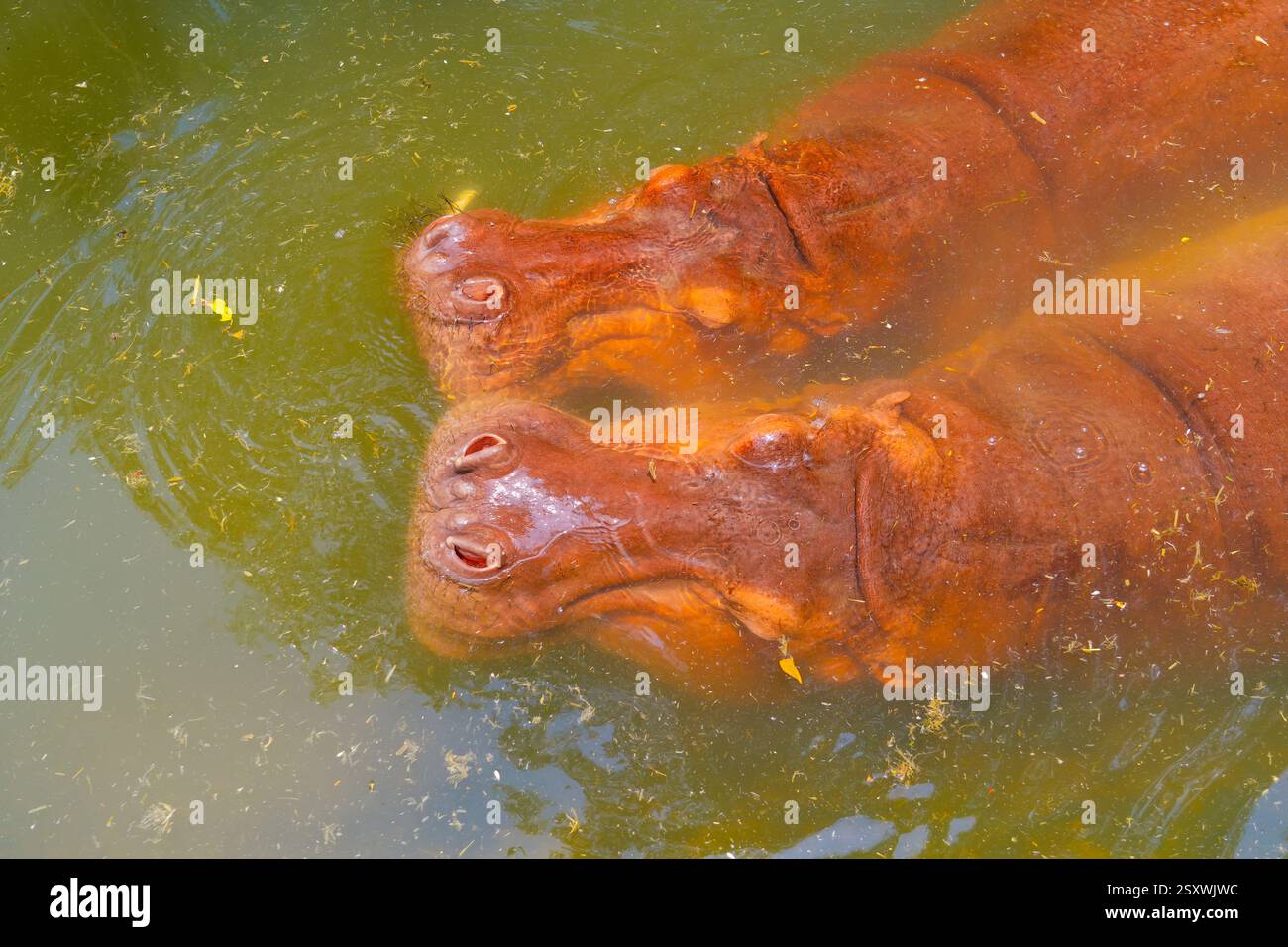 Diese großen Tiere werden teilweise in einem grünen Teich untergetaucht und genießen die warme Sonne darüber. Stockfoto